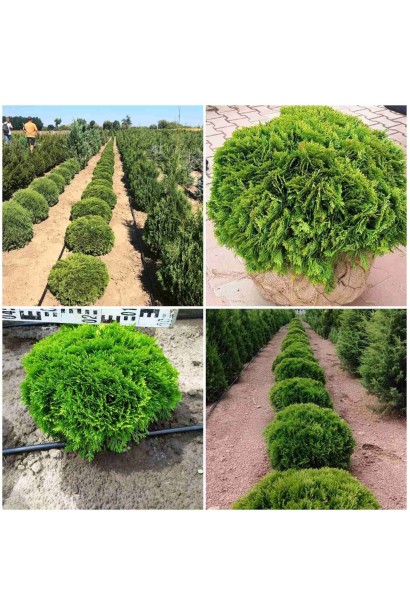 Туя західна Даніка ком 20кг/вис.20-25см/діаметр крони 30-40см